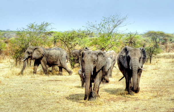 象の大きなグループ - 写真・画像