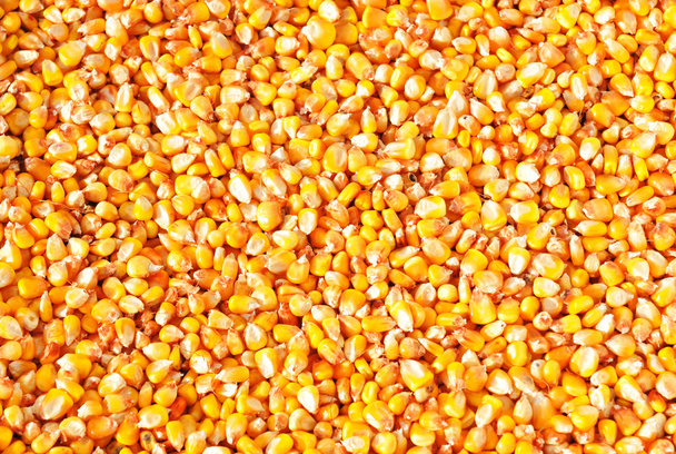 Corn background - Photo, Image