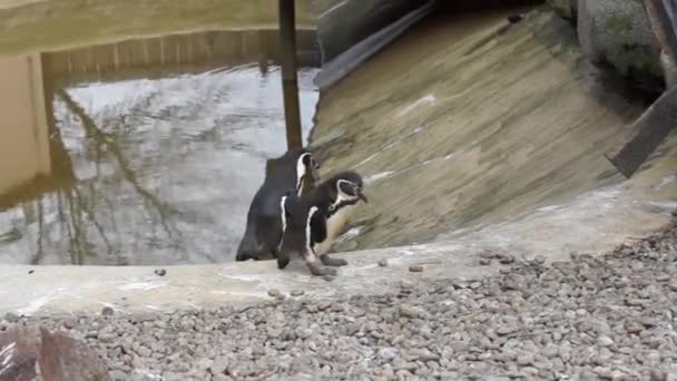 Humboldt pingwina - śmieszne pingwina - Materiał filmowy, wideo