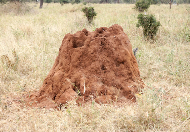 Муравьи сделали большой термитный холм
 - Фото, изображение