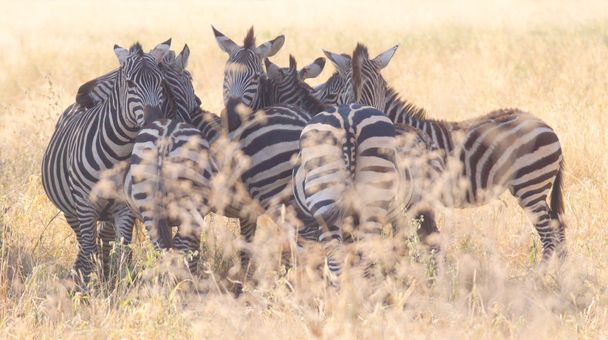 kudde van zebra 's - Foto, afbeelding