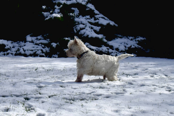 Egy oldalsó nézet egy aranyos kutya áll a fehér hó napfény a kertben. West Highland Fehér Terrier. - Fotó, kép