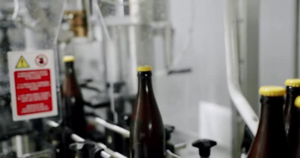 Botellas de cerveza en producción y embotellado. Botellas de cerveza moviéndose en cinta transportadora en fábrica de cerveza. Botellas marrones en línea de fabricación automatizada. Equipo de embotellado de cerveza encendido - Metraje, vídeo