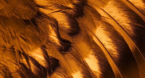 paloma de plumas naranja macro foto. textura o fondo - Foto, Imagen