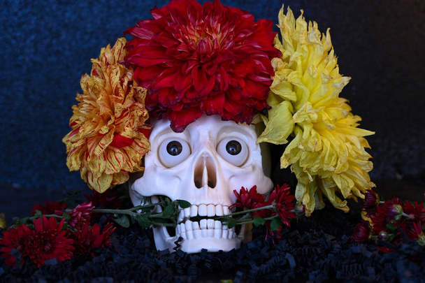 Préparé pour la fête des morts, décoré de grands dahlias multicolores, un crâne tenant un brin d'asters rouges dans ses dents.Un grand crâne blanc artificiel est l'un des simbols de la fête le jour des morts. - Photo, image