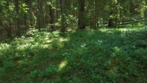 Uma vista da floresta na Floresta de Knyszyn em um dia ensolarado de verão em Podlasie. - Filmagem, Vídeo