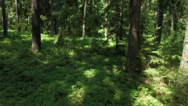 Näkymä metsään Knyszynin metsässä aurinkoisena kesäpäivänä Podlasiessa. - Materiaali, video