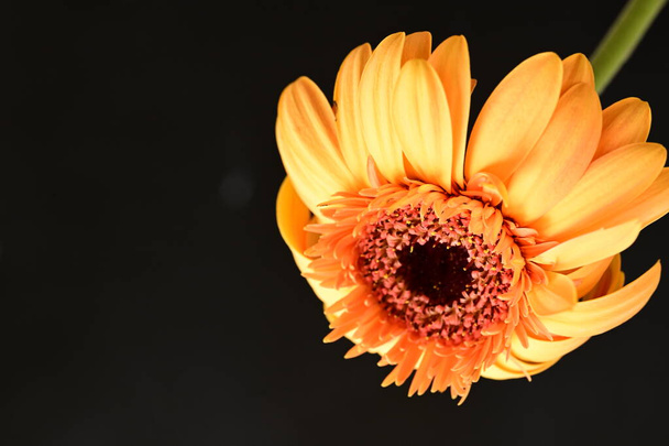 красива жовта квітка на темному фоні
 - Фото, зображення