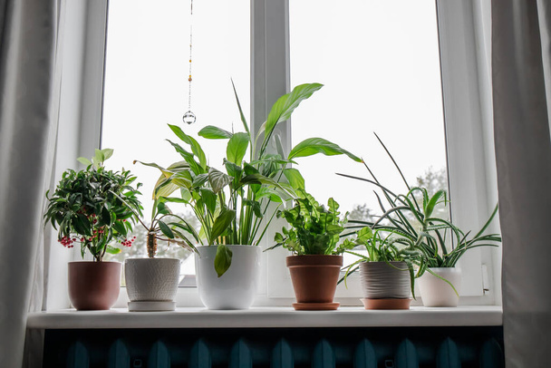 Lot of different houseplants growing on window sill. From left: Ardisia crenata, Euphorbia leuconeura, Spathiphyllum, Asplenium nidus, Aloe vera, Dracaena angolensis. Plant lover concept. - Photo, Image