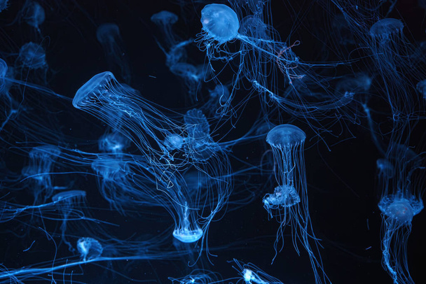 Atlantic Sea nokkosen, Chrysaora quinquecirrha, East Cost meri nokkosen. Ryhmä fluoresoiva meduusoja uinti akvaariossa sininen neon valoa. Theriologia, biologinen monimuotoisuus, merenalainen elämä, vesieliöt - Valokuva, kuva