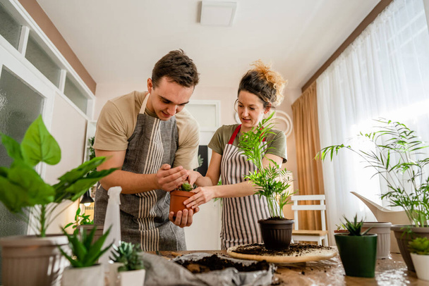 Couple caucasian man and woman wife and husband planting flowers together taking care of home plants real people domestic life family gardening concept copy space - 写真・画像