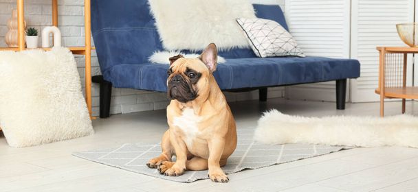 Niedliche französische Bulldogge im Wohnzimmer - Foto, Bild