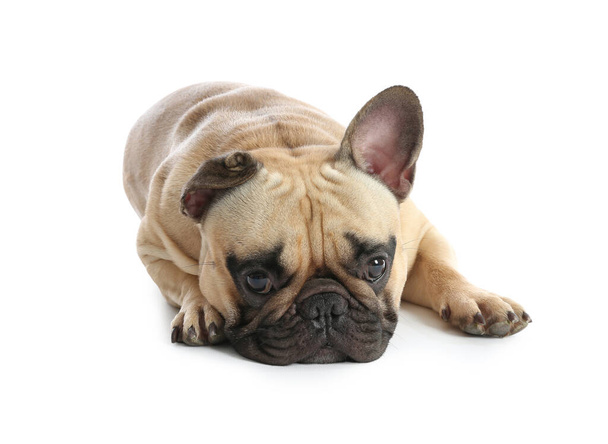 carino bulldog francese sdraiato su sfondo bianco
 - Foto, immagini