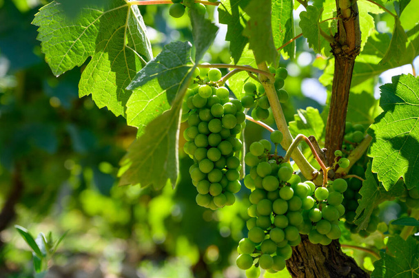 Upripe uvas verdes em vinhas de champanhe em Cote des Bar, Aube, ao sul da região de Champange, França - Foto, Imagem