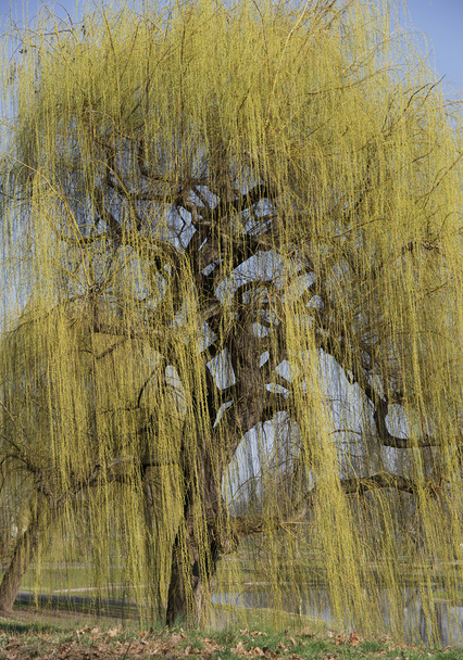 weeping willow - Photo, Image