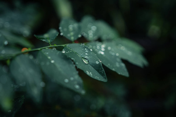 water drops on leaves on a rainy day - Photo, Image