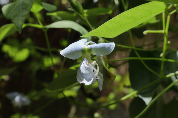 Άποψη ενός πλήρως ανθισμένου φτερωτού φασολιού (Psophocarpus Tetragonolobus). Το λουλούδι είναι ανοιχτό και αποκαλύπτει τον Πιστίλ και την αντοχή του λουλουδιού. - Φωτογραφία, εικόνα