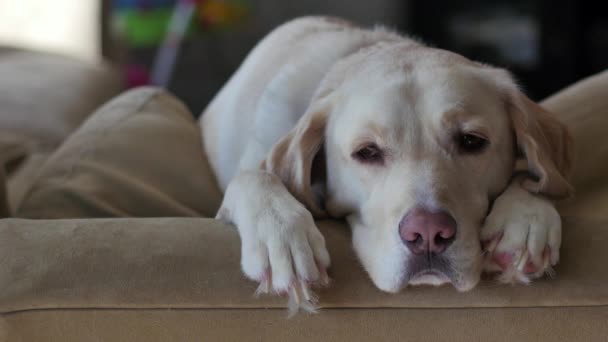 Yellow lab sleeping on back of couch - Materiał filmowy, wideo