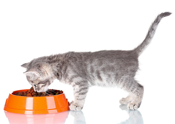 Beautiful gray kitten and dry food in bowl isolated on white - Photo, Image