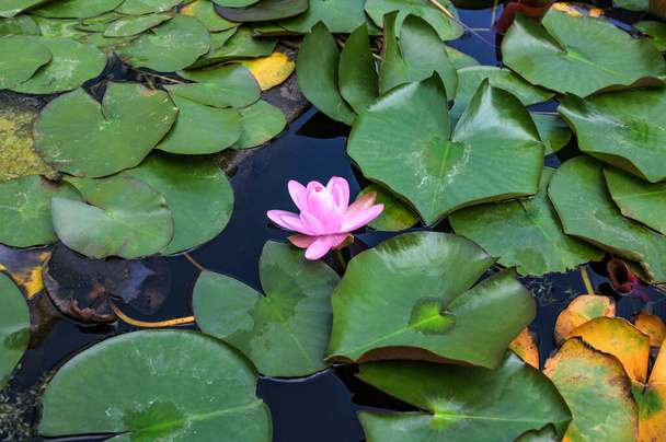 Beautiful pink lotus flower with a green leaf in the pond. A pink lotus water lily blooming on the water, magical spring,summer dreamy background. - Fotoğraf, Görsel