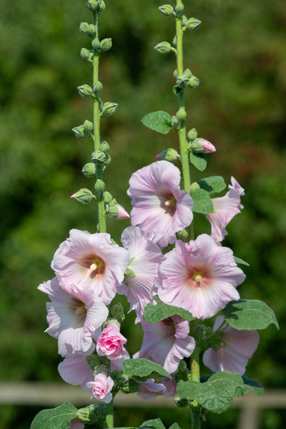 Close up of pink common hollyhock (alcea rosea) flowers in bloom - Photo, Image