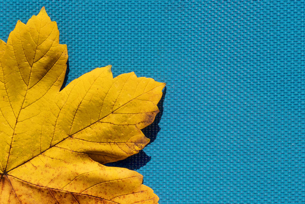  herfstblad op de blauwe, turquoise achtergrond. Abstracte achtergrond van blad. Het concept van de herfst, herfst.Kopieer ruimte - Foto, afbeelding