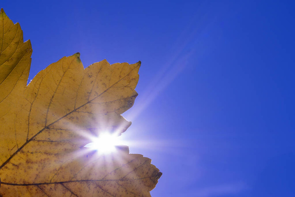 Zonnestraal door de herfst geel blad in de zon. herfstblad tegen de lucht. scène, herfst compositie. mooie natuurlijke achtergrond. Kopieerruimte - Foto, afbeelding