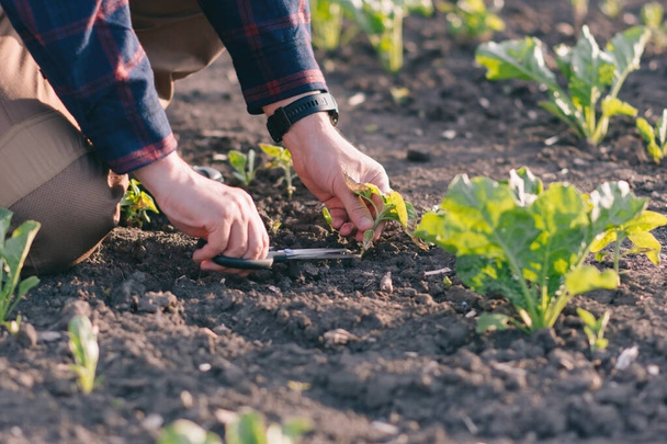 Ένας αγρότης σε χωράφι με ζαχαρότευτλα κρατάει ένα δείγμα ζιζανίων στα χέρια του. Γεωργική αντίληψη για το ηλιοβασίλεμα και τα σύννεφα. Μετρήσεις σε συνθήκες πεδίου. Δειγματοληψία σε αγροτεμάχιο με φυτά. - Φωτογραφία, εικόνα