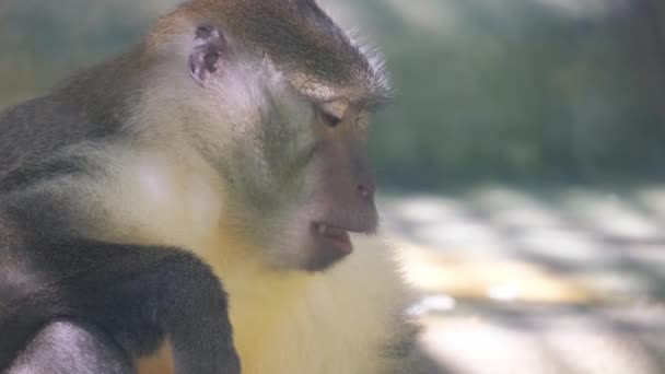 A close-up portrait of a monkey - a genus of hominid in the priate family. Animales en cautiverio en un recinto. - Metraje, vídeo