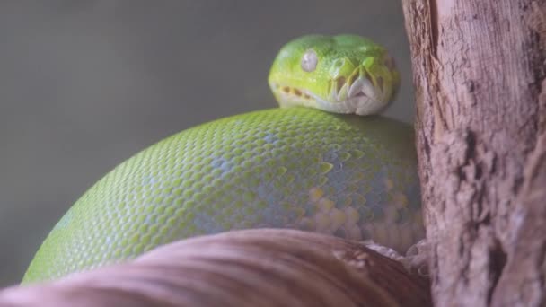 Mamba Dendroaspis angusticeps est un serpent venimeux du genre Mamba de la famille des Aspidae. Un autre nom est Mamba vert oriental. - Séquence, vidéo
