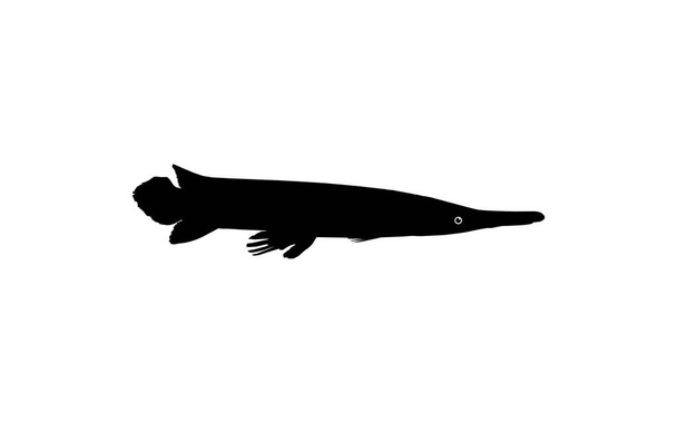 Alligatorfisch Silhouette, kann für Art Illustration Logo Gramm, Piktogramm, Website oder Graphic Design Element verwendet werden. Vektorillustration - Vektor, Bild