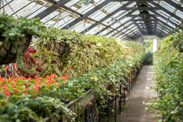 植物がいっぱいの温室. 天井から吊り下げられた花鍋は,苗を並べた肥料ベッド. 保育園,ガラスハウス,春季コンセプト。 ソフトフォーカス - 写真・画像