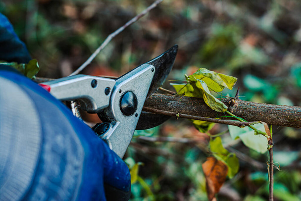 Manos masculinas en guantes cortando rama de árbol frutal. - Foto, imagen