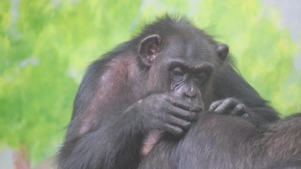Una famiglia adulta di scimmie riposa in un recinto dello zoo. Scimmie cercano pulci nella loro pelliccia. - Filmati, video