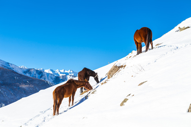 Ruskeat hevoset laiduntavat lumisella rinteellä
 - Valokuva, kuva