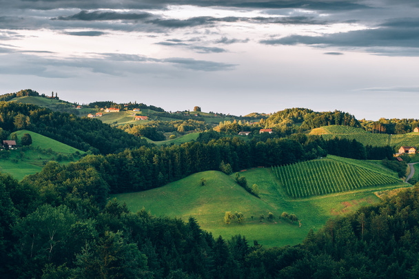 Eteläisen Steiermarkin kukkulat Viinipolku
 - Valokuva, kuva