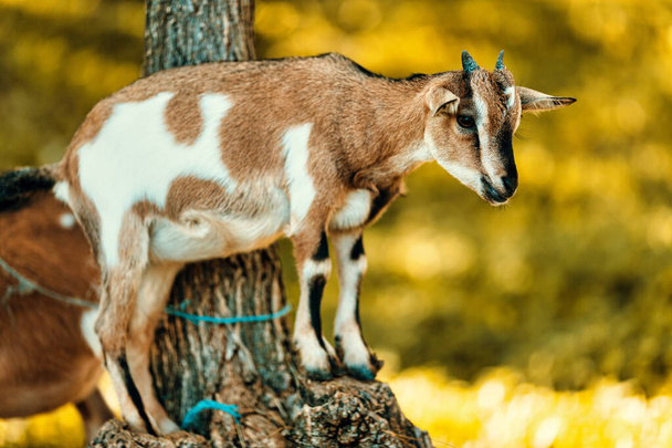 Las cabras que viven en los bosques ofrecen beneficios inestimables. Sirven como fuentes de leche, carne y ropa, tienen un impacto significativo en la seguridad alimentaria. Su adaptabilidad también impulsa la agricultura rural - Foto, imagen