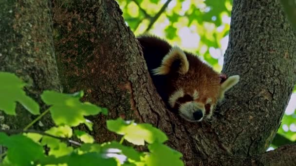 Червона панда, Ailurus fulgens, також називається меншою пандою і червоний ведмідь-кіт сидить на дереві.. - Кадри, відео