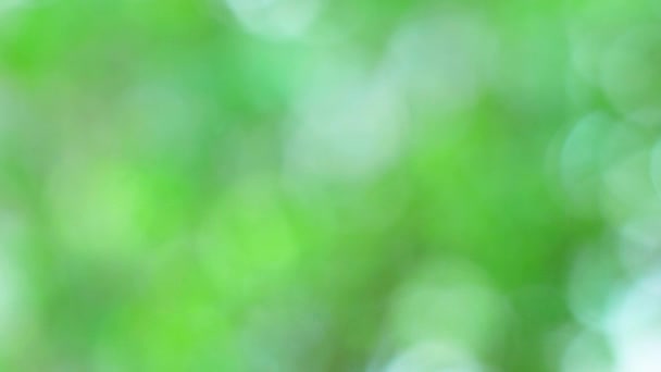 Luz borrosa verde fondo de la naturaleza, verde bokeh desenfoque verano u otoño fondo de la naturaleza - Metraje, vídeo