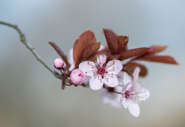 Plum Flower - Φωτογραφία, εικόνα