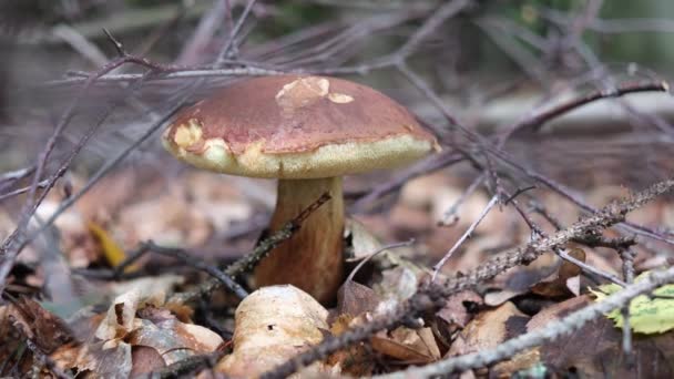 castaño bolete hongos comestibles en el bosque - Imágenes, Vídeo