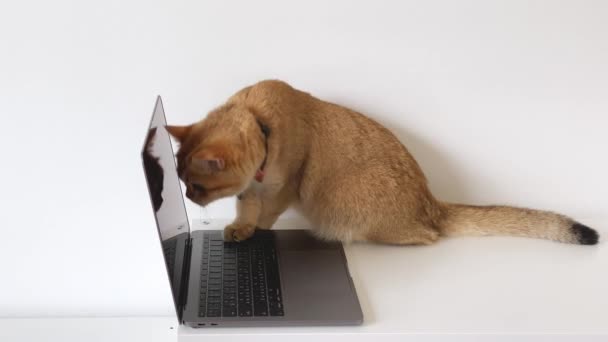 İngiliz kedisi ile iş konsepti kravat tak dizüstü bilgisayar kullan - Video, Çekim