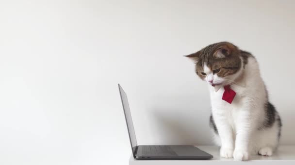 İskoç kedisi ile iş konsepti kırmızı kravat takın dizüstü bilgisayar kullanın - Video, Çekim