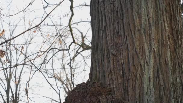 Avrasya Ağaç Bekçisi Kışın Büyük Ağaca Tırmanıyor. Yüksek kalite 4k görüntü - Video, Çekim