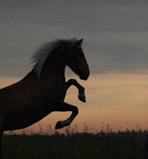 Horse rearing in sunrise - Photo, Image