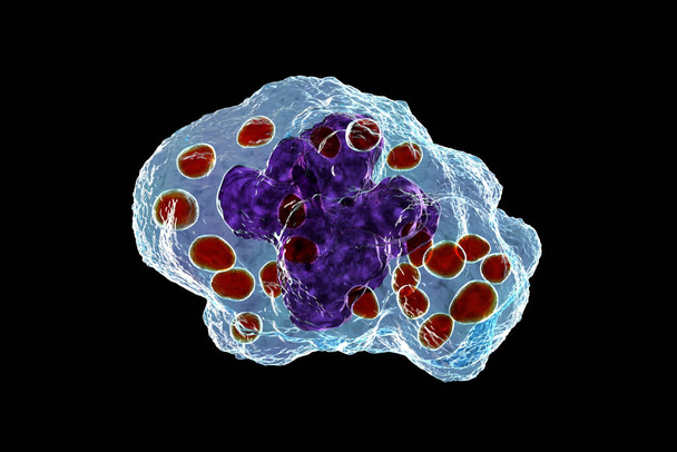 Гістоплазма капсулярних дріжджів всередині клітини макрофагів, 3D ілюстрація. Гістоплазма це паразитарний, дріжджоподібний диморфний гриб, який може спричинити гістоплазмоз легень. - Фото, зображення