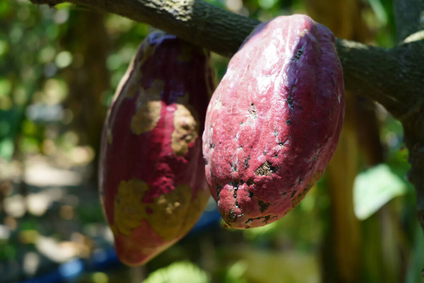 Mladé hnědé kakao visí na větvích stromu v Blitaru, východní Jávě, Indonésie. - Fotografie, Obrázek