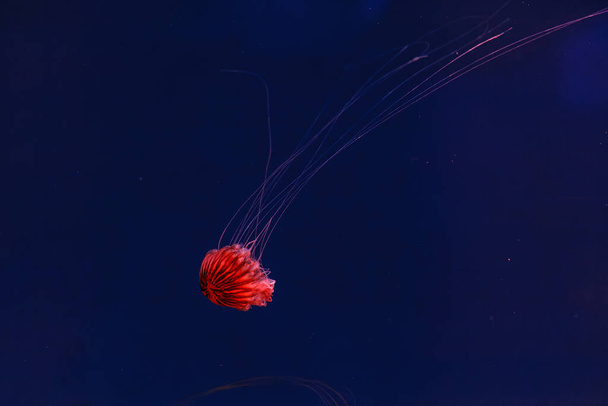 fotografía submarina de bellas medusas japonesas ortiga de mar chrysaora pacifica de cerca - Foto, imagen