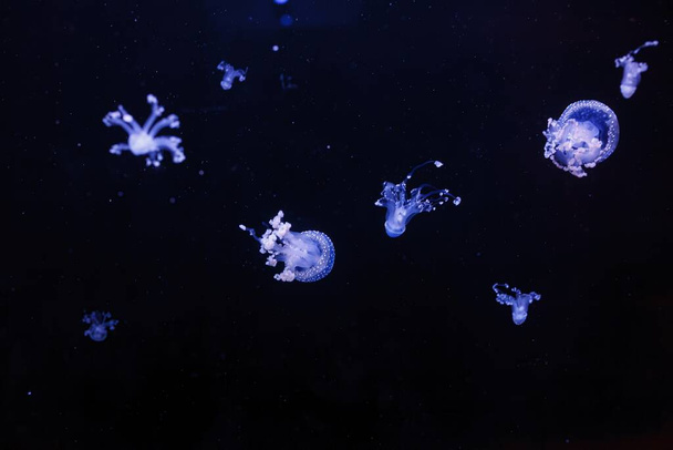 Подводный снимок красивой австралийской пятнистой медузы вблизи - Фото, изображение