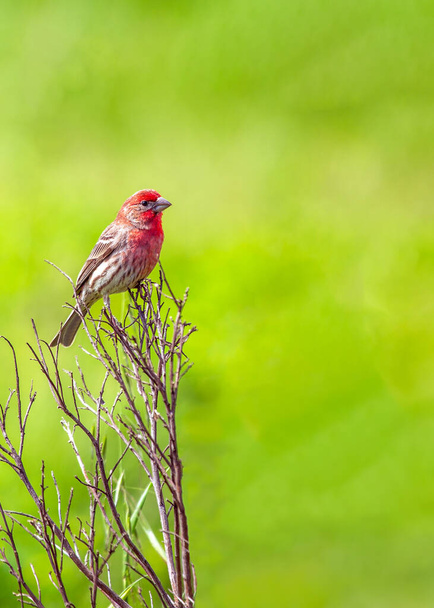 Dom Fincha (Krwawy Meksykaniec), mały ptak powszechnie spotykany w Ameryce Północnej. - Zdjęcie, obraz